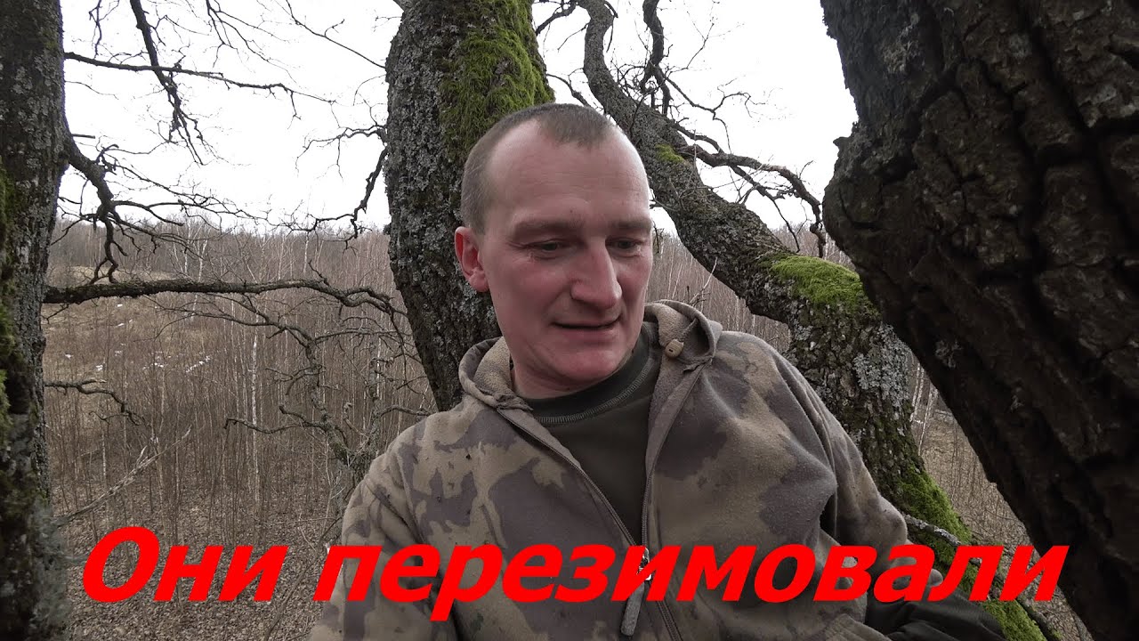 КУПИЛ ХУТОР в ЛЕСУ на КРАЮ БОЛОТА. Часть 105. Жизнь в лесу.