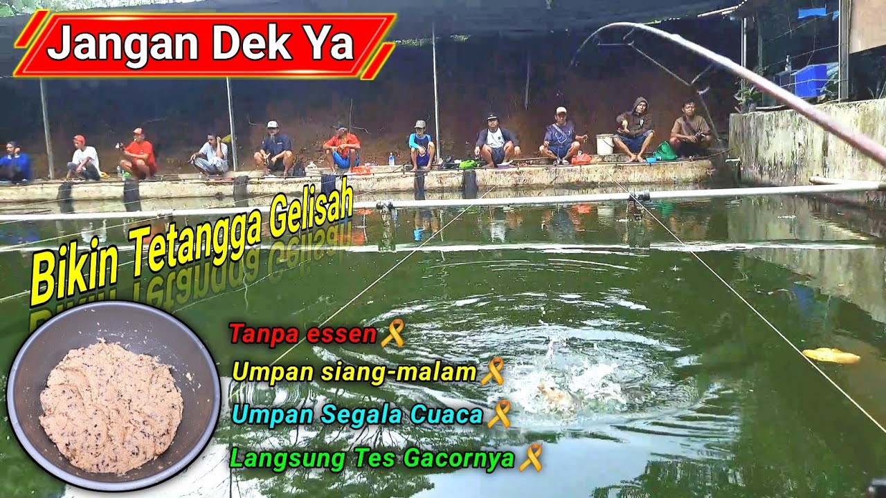 BUKTIKAN SENDIRI❗️Umpan ikan mas ini bisa bikin kanan kiri gak berkutik