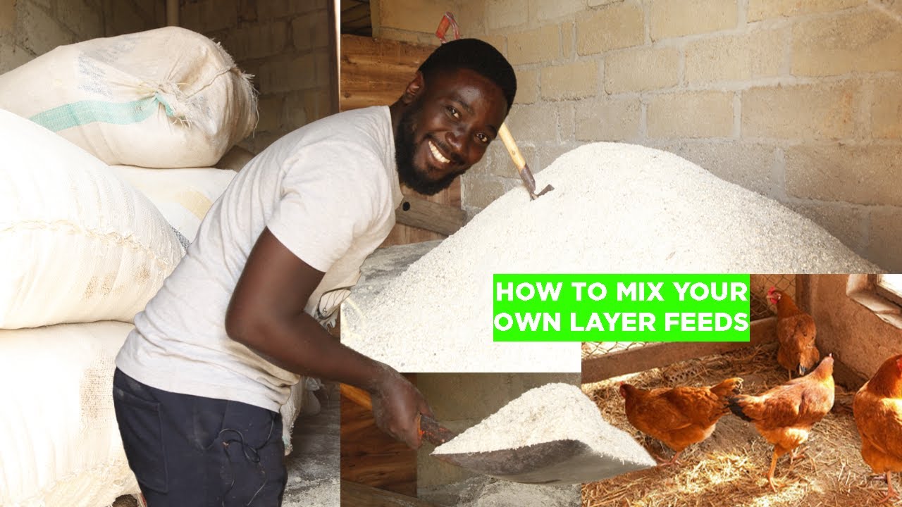 HOW TO MIX YOUR OWN CHEAP CHICKEN FEEDS|LAYER FEEDS|YOUR COMPLETE GUIDE| FEED FORMULATION 2024