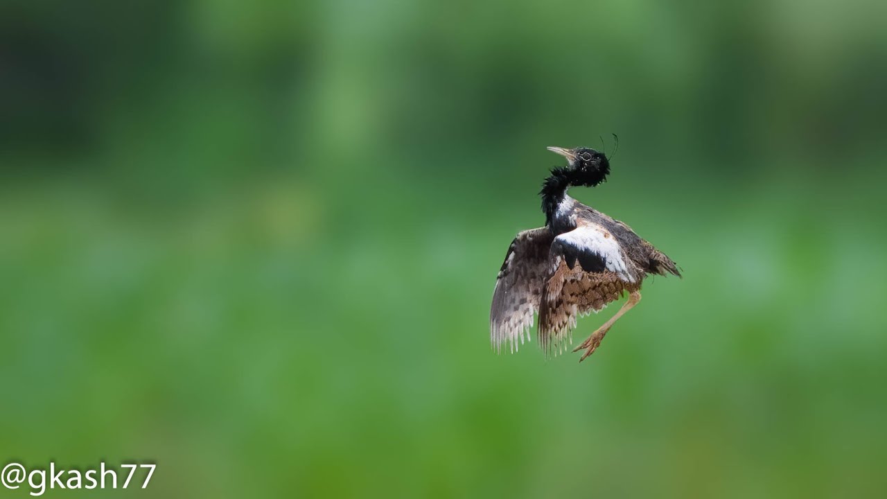 Lesser Florican Epic Survival Dance | See it before it perishes 