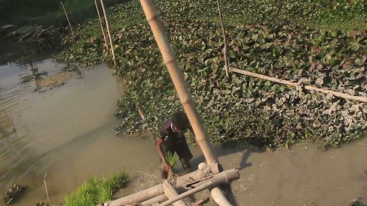 ধানের বিজের বেডের জমি টুকু রোপন করলাম। আবহাওয়া গরম গরম হয়ে এসেছে শিত প্রায় শেষ।