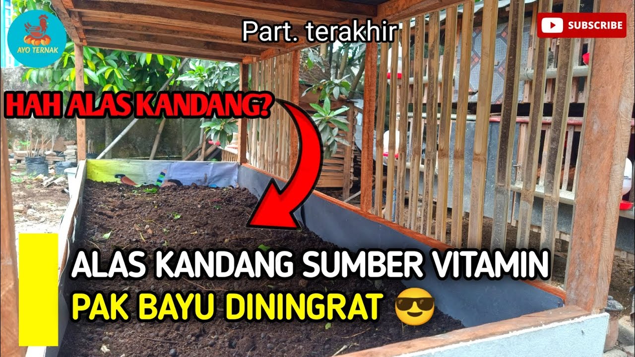 🔴 ALAS KANDANG BISA JADI SUMBER VITAMIN UNTUK AYAM KAMPUNG,- (BAPAK BAYU DININGRAT) 