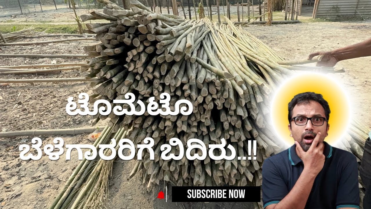 Bamboo Scam from Assam..!!! ಎಚ್ಚರಿಕೆ..!!!