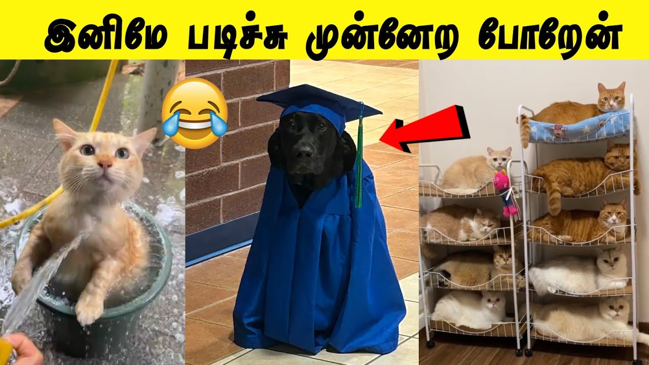 படிப்பு முக்கியம் பிகிலே 😂 | அடுக்குமாடி குடியிருப்பில் பூனைகள் 🤣