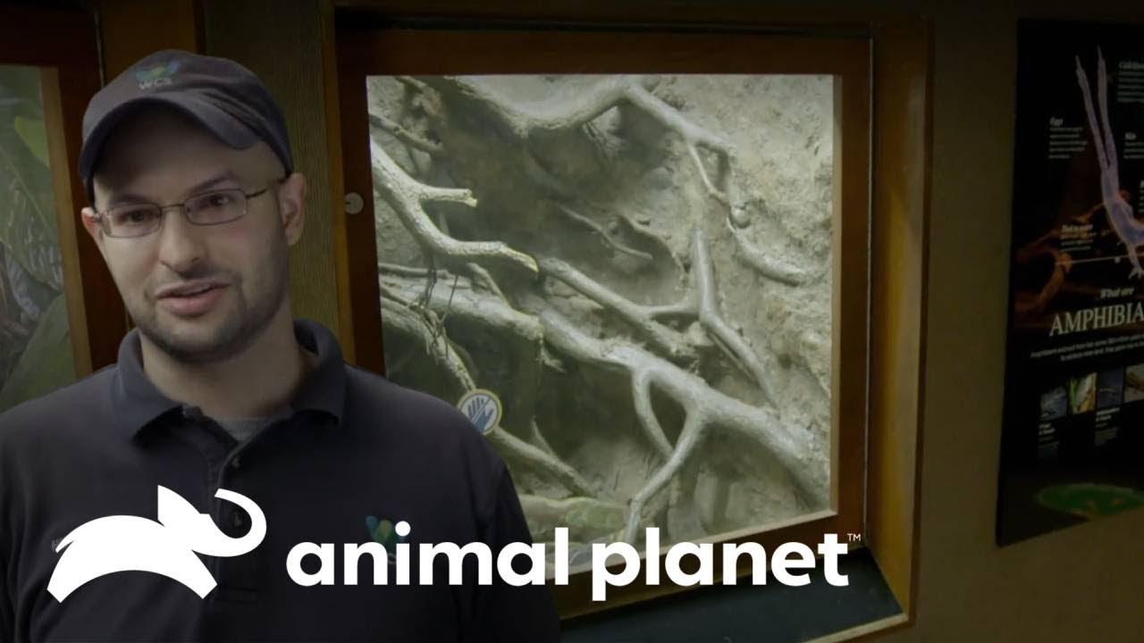 Uma r&atilde; venenosa escapa de sua exibi&ccedil;&atilde;o | O Zool&oacute;gico | Animal Planet Brasil