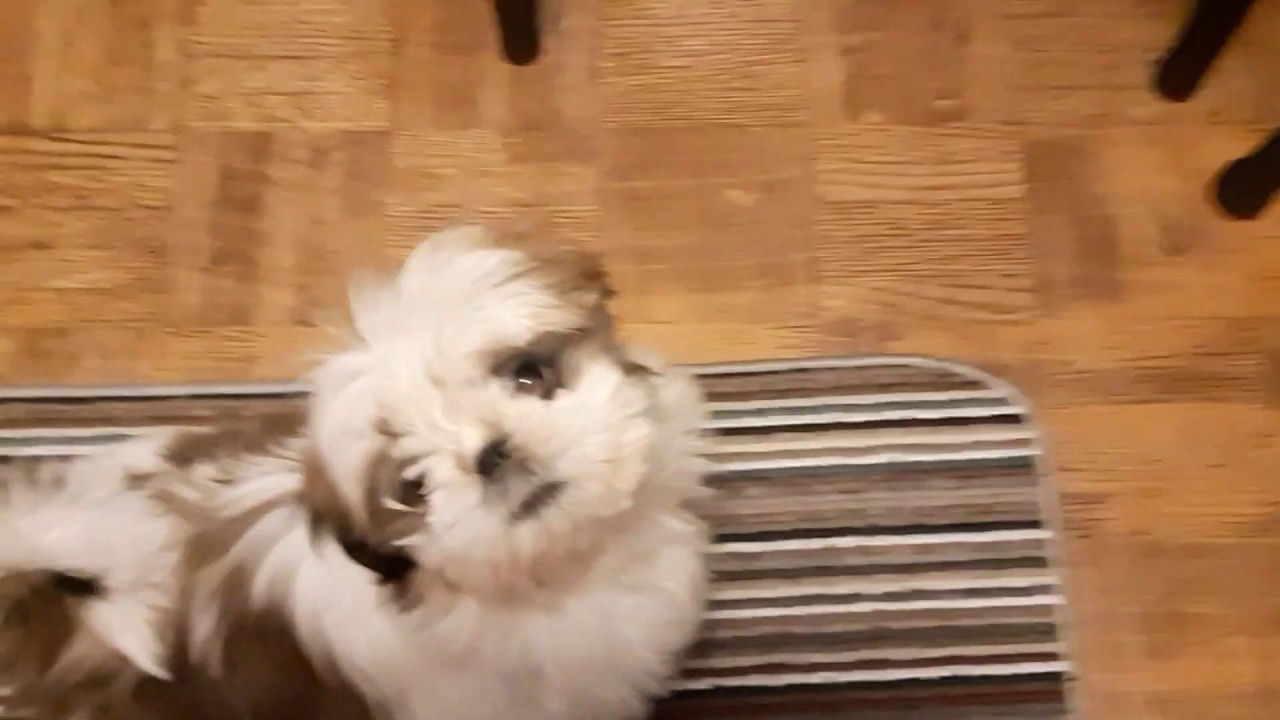 Playing and Growling. Cutest Shih Tzu Puppy Playing & Growling.