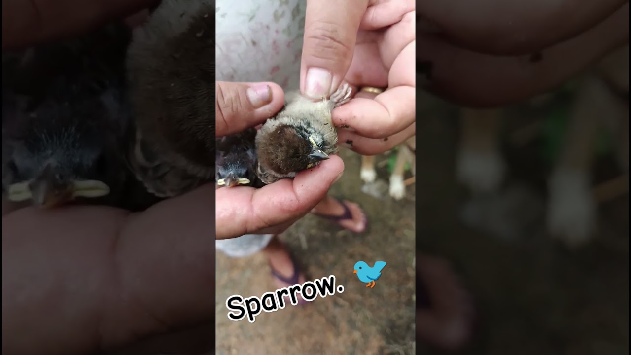 falling down from the tree 🌴 🐦 #animalphotos #cute #adorably #birds #fyp #viralvideo #nature #funny