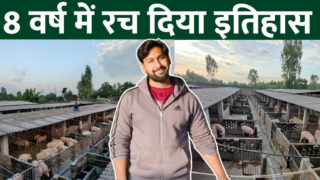 20 वर्षों में शुरू किया था विकास गुप्ता ने,  #सुअर_पालन 500 से ज्यादा खुलवा दिया #pig #farm