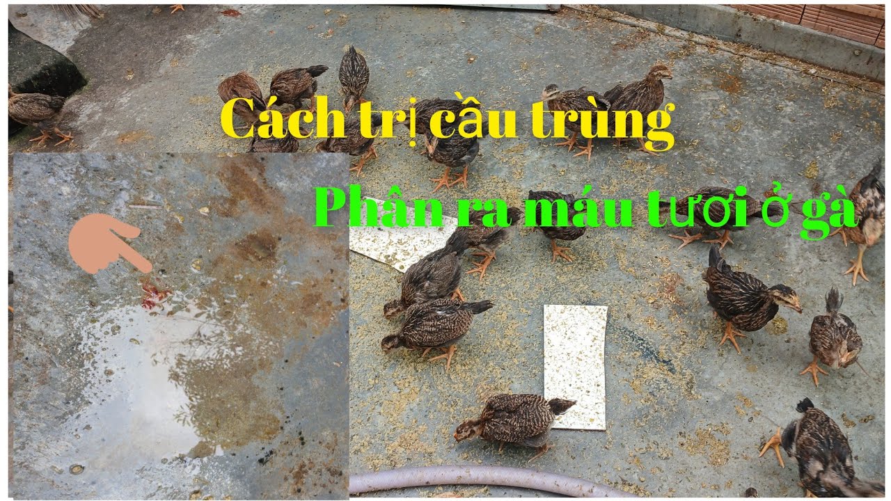 Cách trị cầu trùng ở gà đơn giản #freefire #fyp #chicken
