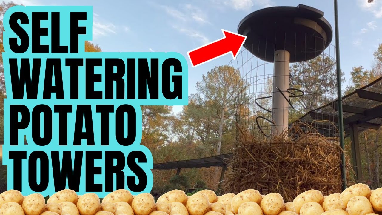 Self Watering Potato Towers | This Method Will Maximize Size And Harvest