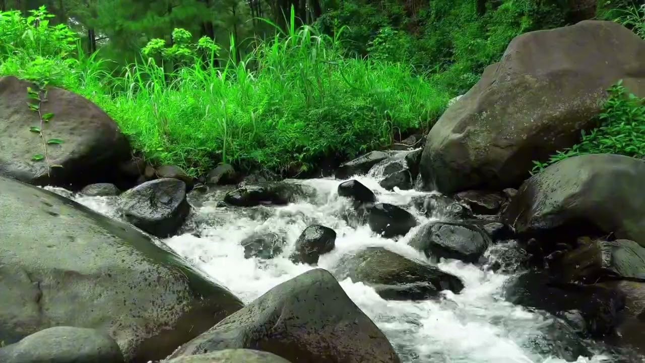 Peaceful River Sounds for Studying and Focus | Relaxing Flowing Water Ambience