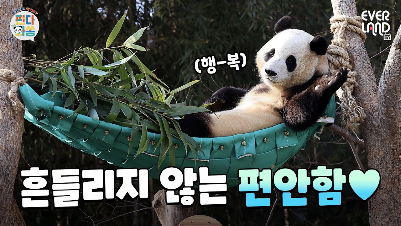 [ENG]푸바오, 할부지 마음 담긴 해먹처럼 언제나 편안하렴💚｜#판다와쏭 #146 #아이러푸루후 #설특집