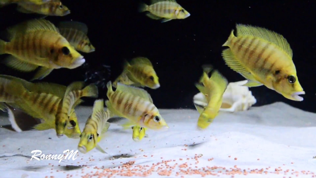 Altolamprologus compressiceps