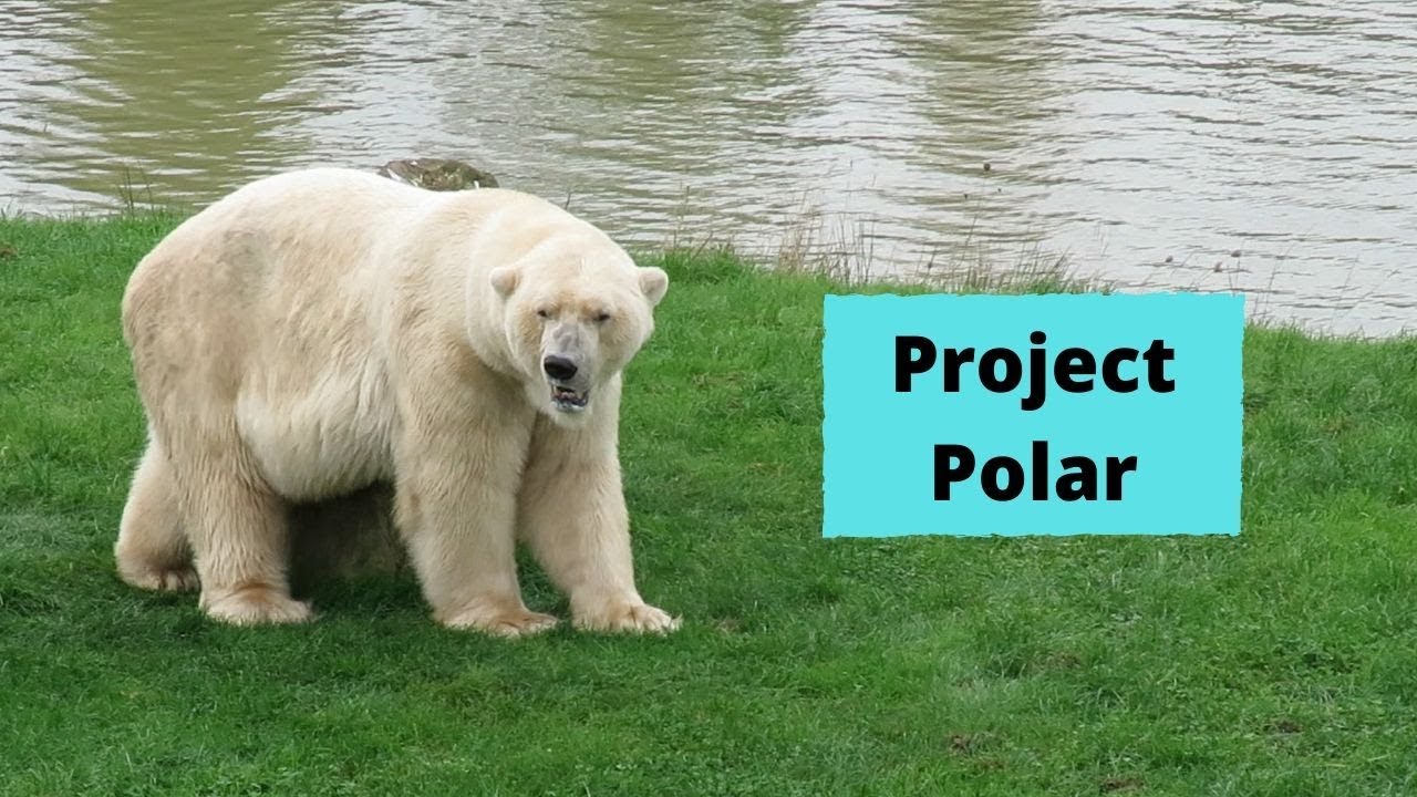 Tour of Project Polar at Yorkshire Wildlife Park