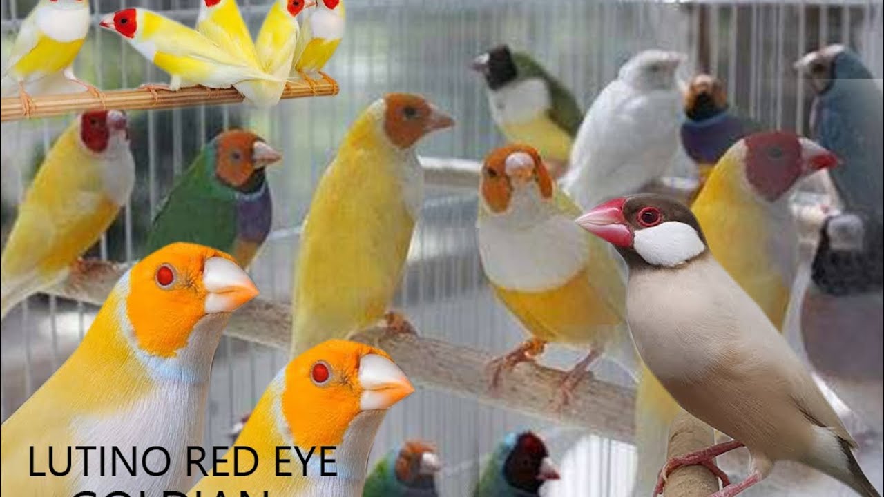 | Lutino red eye goldian , Blue silver lutino common goldian | Silver pied brilliant pied