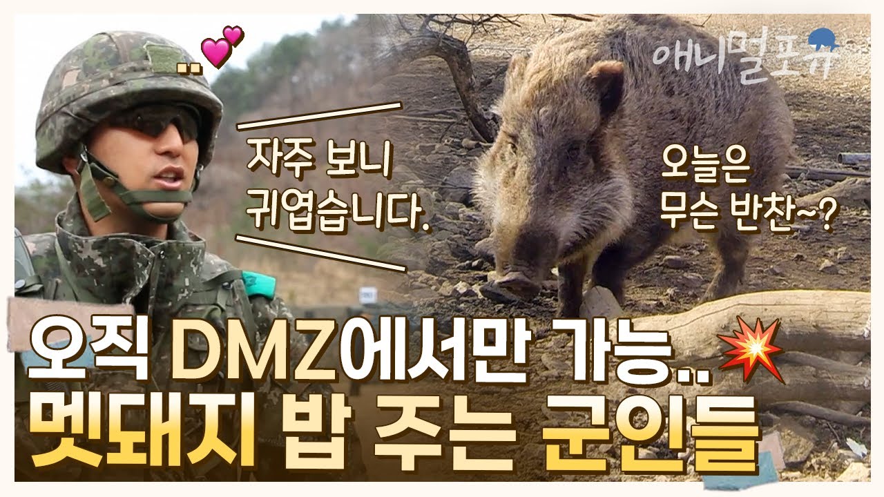 DMZ에서만 볼 수 있는 풍경..💥 멧돼지 밥 챙겨주는 군인들ㅋㅋㅋ 🐗 🫡 | KBS 코리언 지오그래픽 141106 방송
