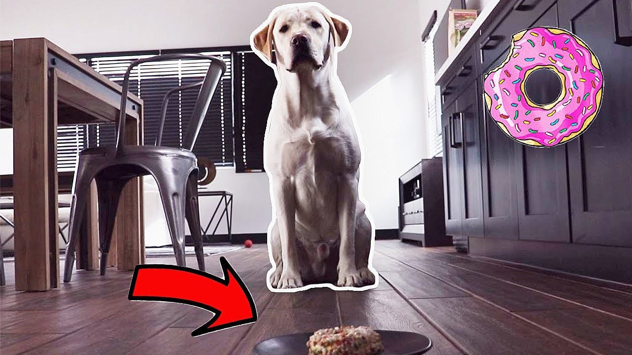 LABRADOR TRIES DOGGY DONUT FOR THE FIRST TIME!!