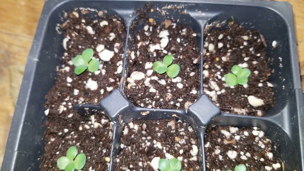 How to Grow Mother of Thousands