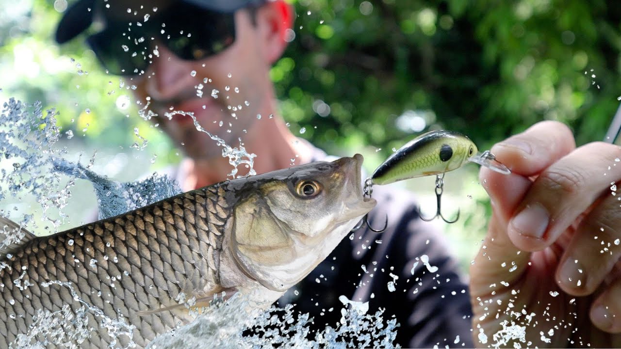 Chub fishing with Salmo lures | Crankbait fishing small shallow rivers with Nick Marsh