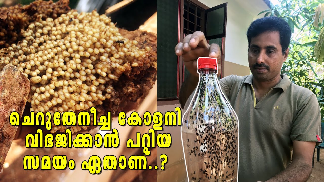 ചെറുതേൻ കൂടുകൾ എപ്പോൾ പിരിക്കണം | Cherutheneecha koodukal vibhajikkan pattiya samayam