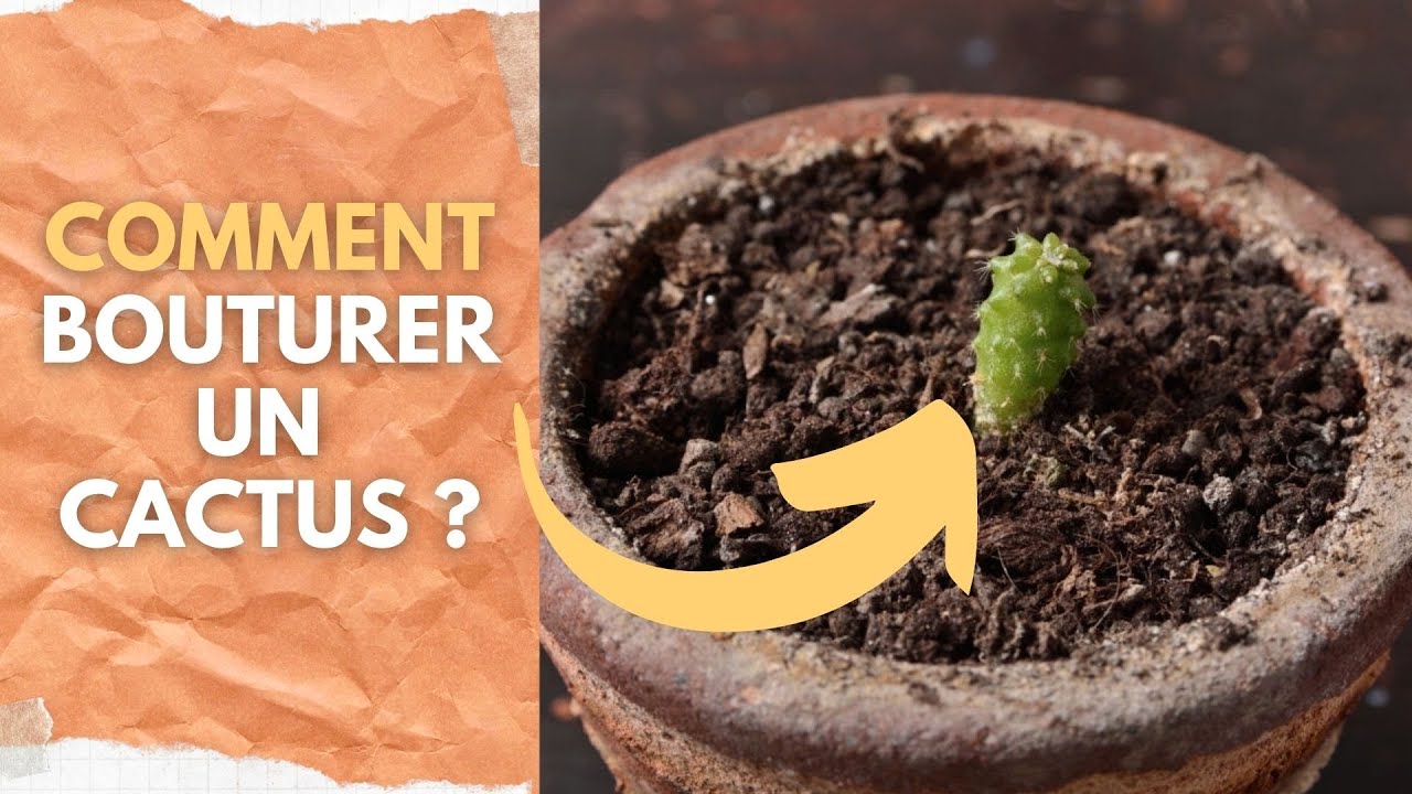 Comment Bouturer un Cactus