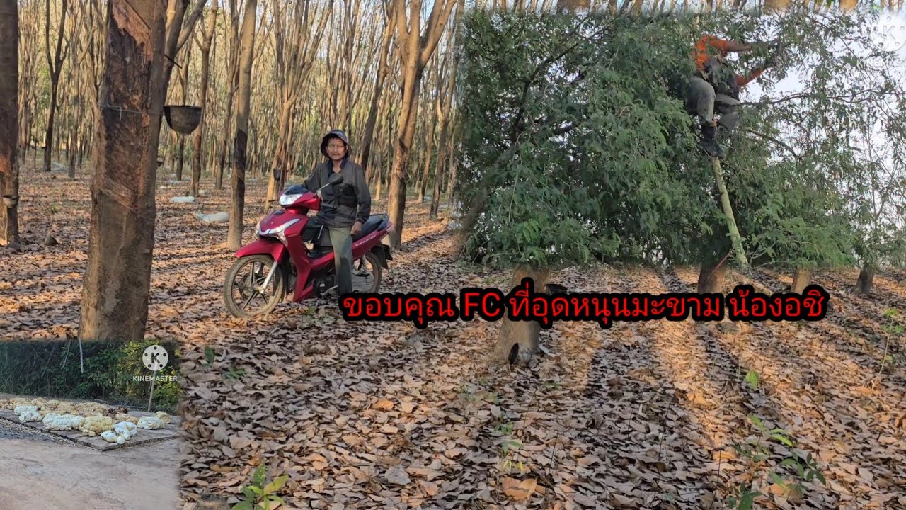 มาดูมะขามบ้านแอดมินแอน ใครขึ้นให้