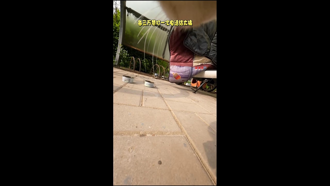 A Cat's First-Person Perspective｜猫の一人称視点｜ 2026-04-15 06:28:39