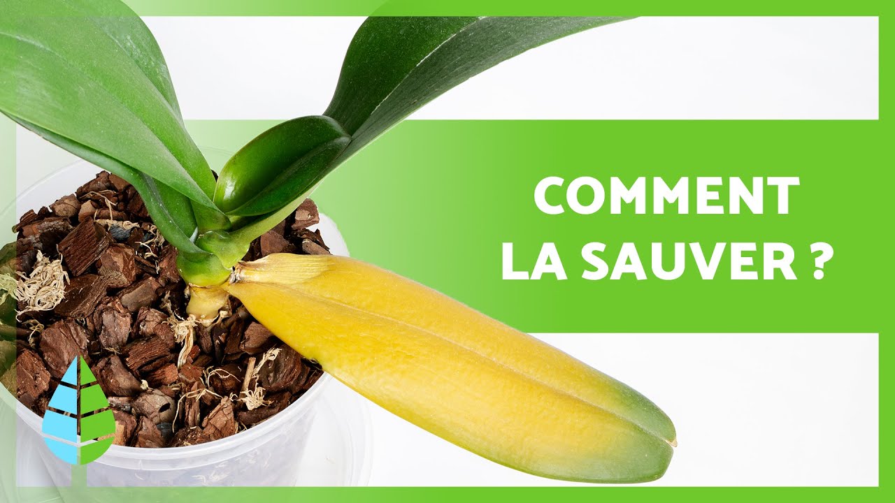 ORCHIDÉES à FEUILLES JAUNES 🌸 (5 Causes et Remèdes)