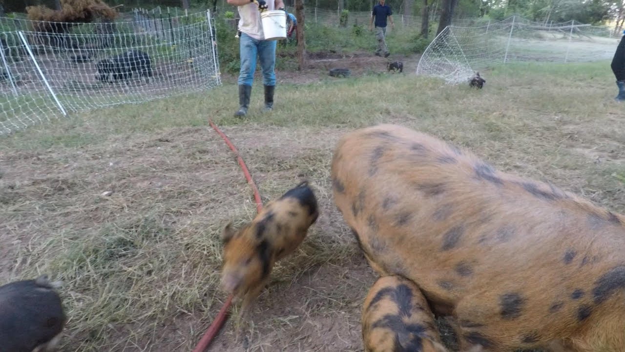 Pig-tastrophe!