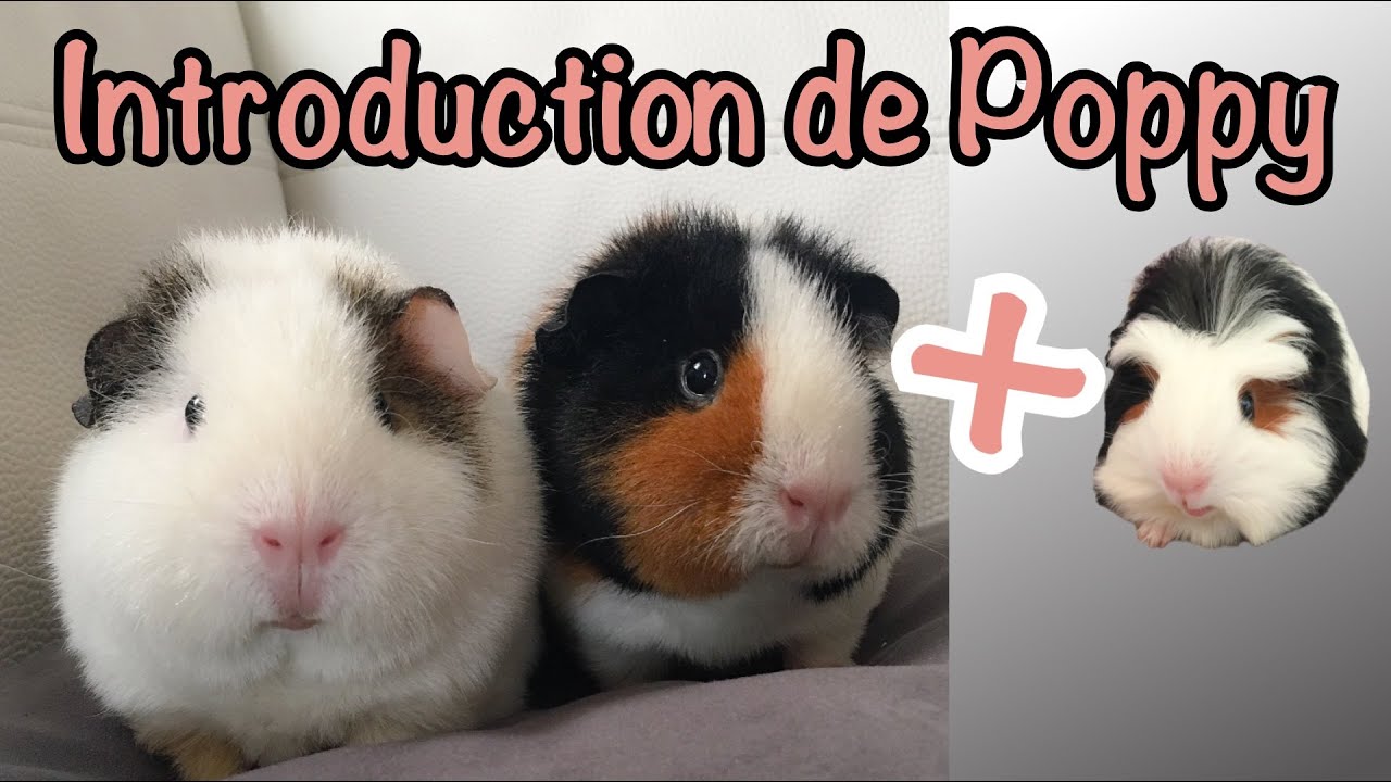 L'introduction d'un cochon d'inde - L'intégrale de ce qui s'est réellement passé avec Poppy!