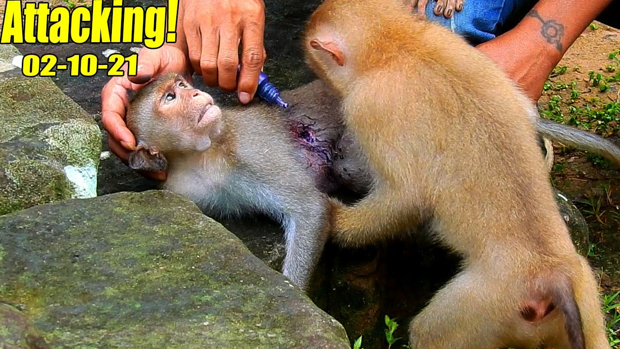 New Update! Monkey Sankra Attacked Monkey Jax Till He Has B-ig Injury On His Belly.