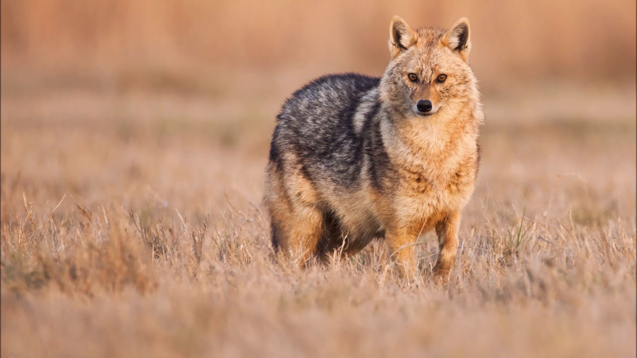 Urlet șacali (Canis aureus)
