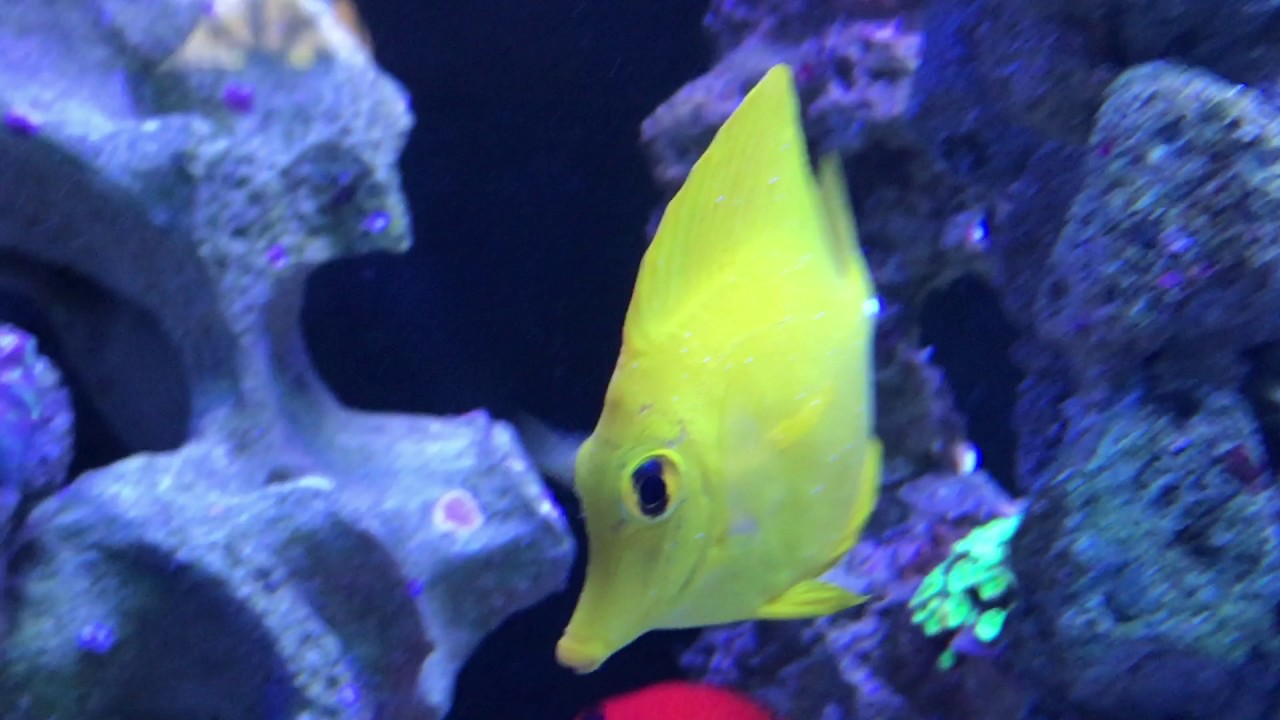 Yellow Tang sick with ich, Salt water aquarium, white spots, marine fish tank