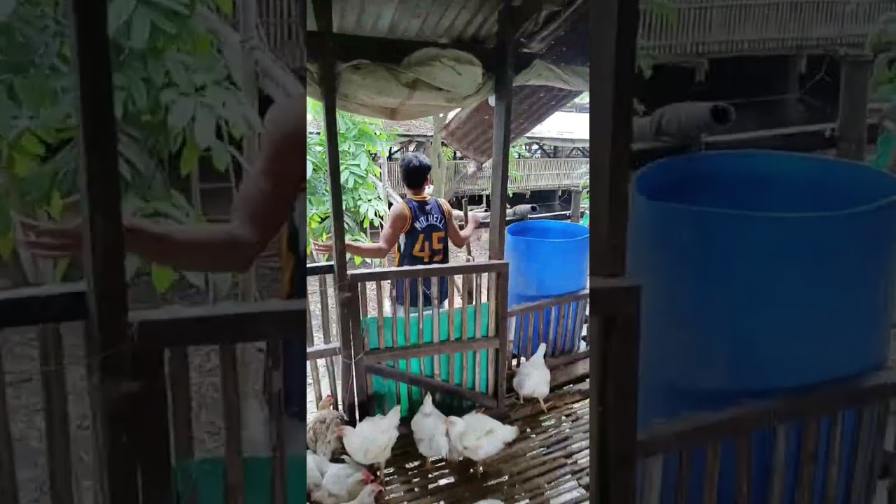 Magpapa inum tayo sa ating mga alagang manok