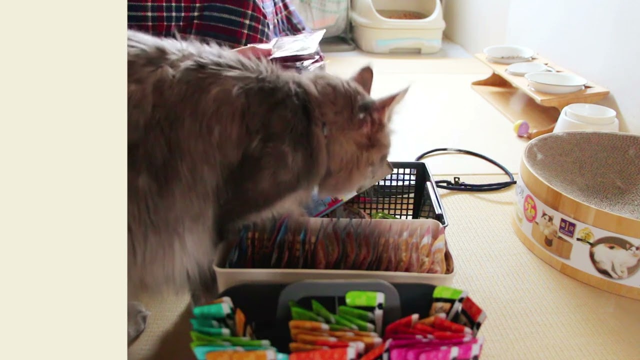 猫さん用品を片付けながら今年を振り返ったり