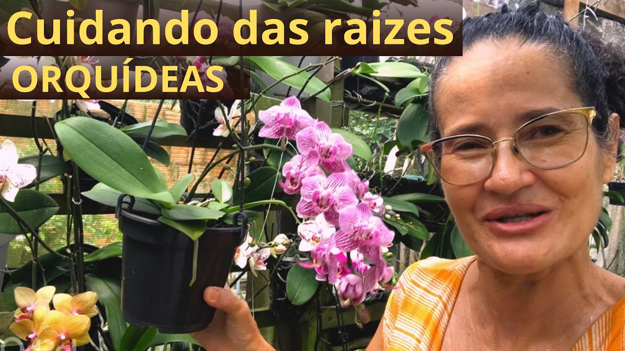 Cuidando das raizes das orquídeas.