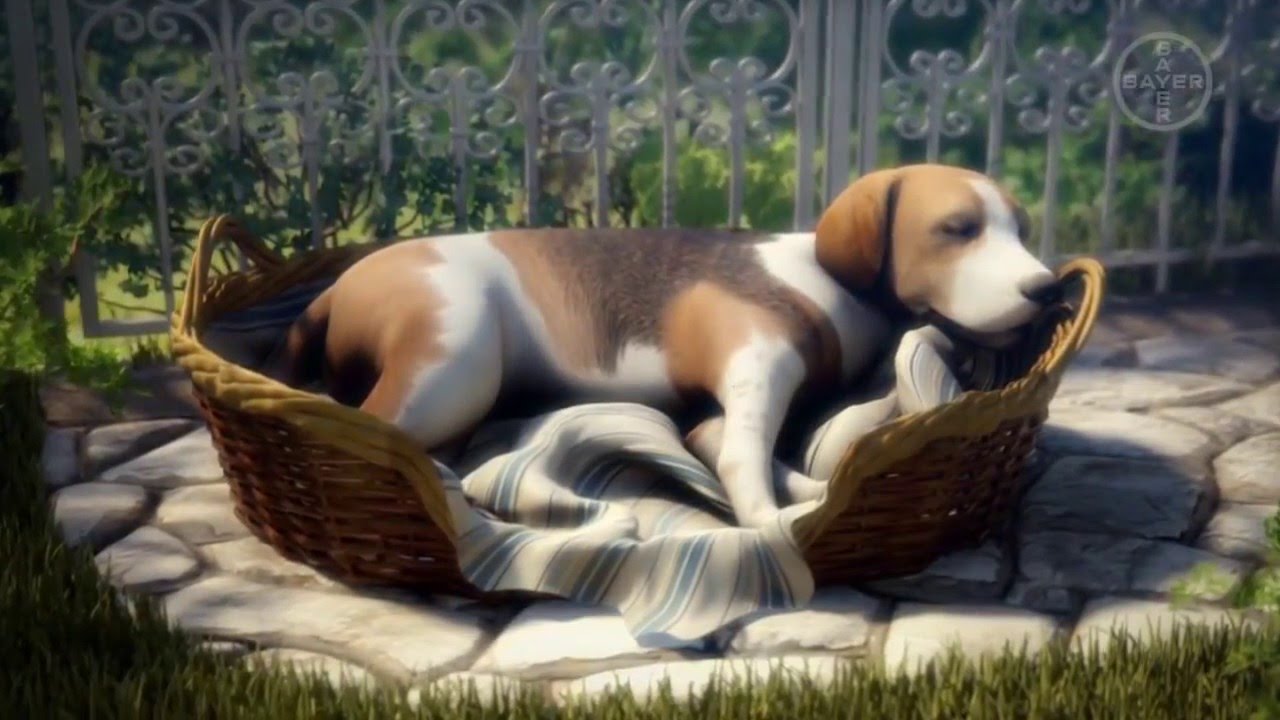 Dirofilariosis canina o enfermedad del gusano del corazón