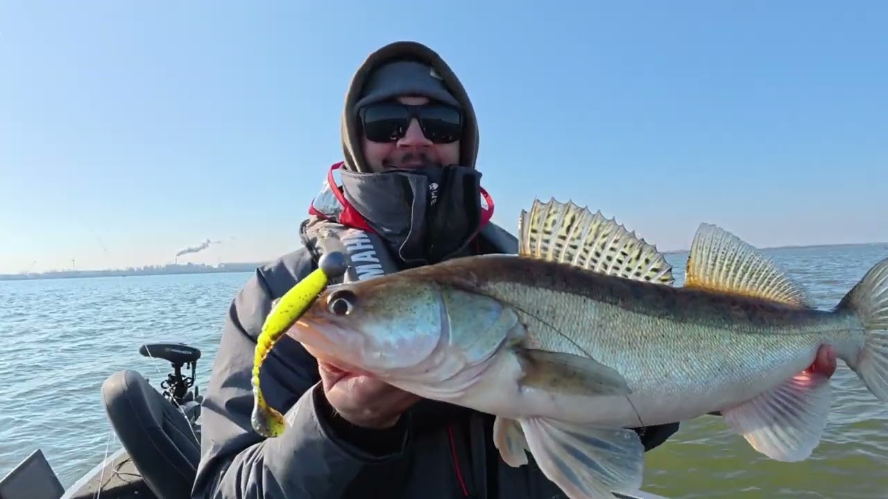 Snoekbaarzen op het Hollands Diep