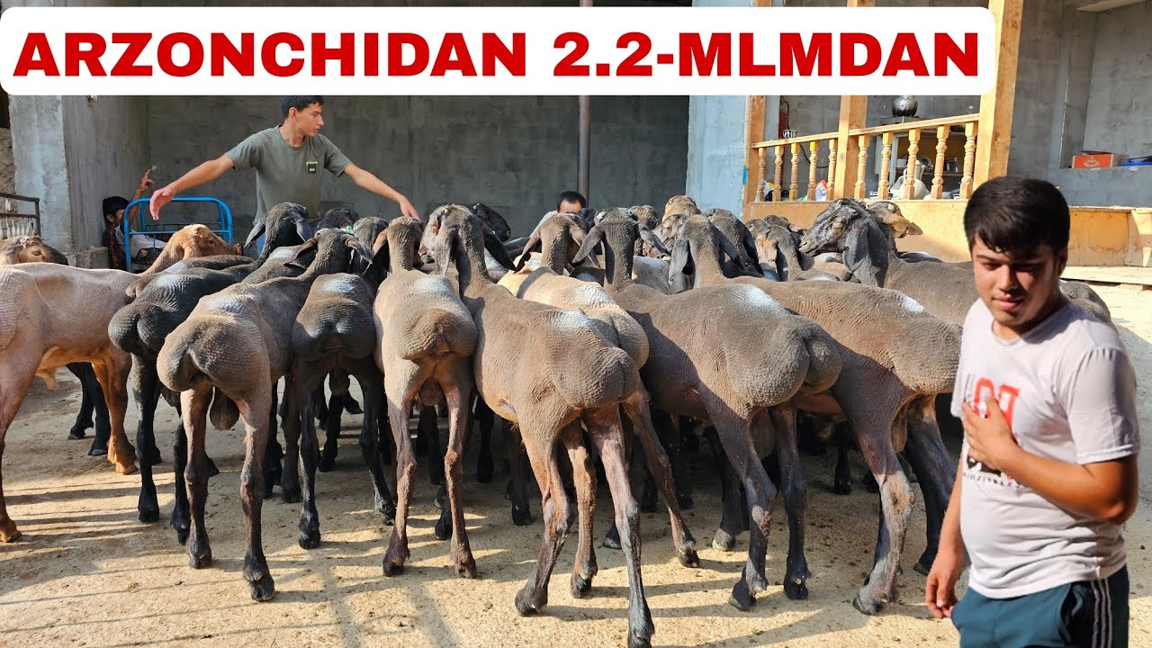 2.2-MLNDAN JUDA ARZON QO'ZILAR KELDI AVAZBEKDAN SHOSHILING