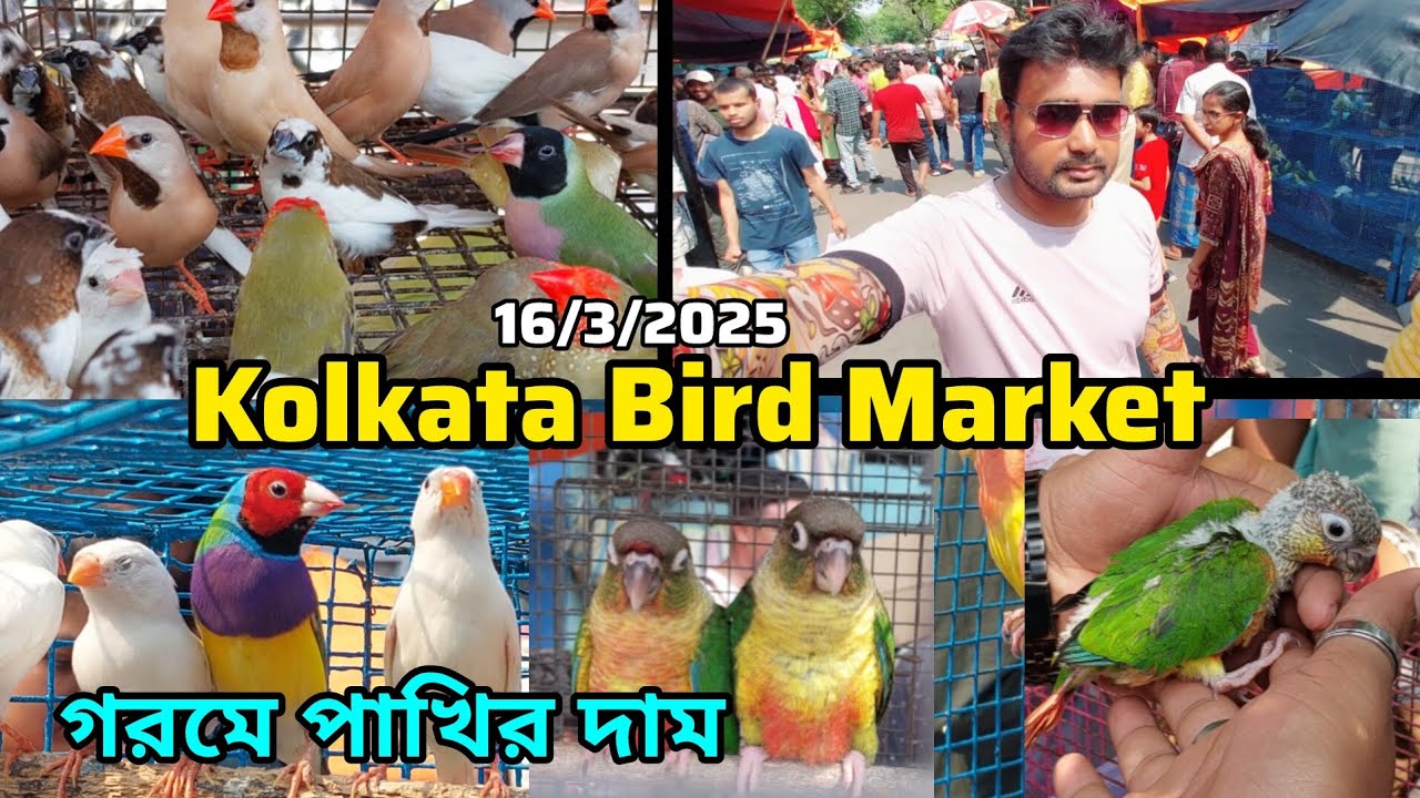 এই গরমে পাখির দাম | Kolkata Bird Market | Exotic Bird | Gallif Street Pet Market | 16/3/2025