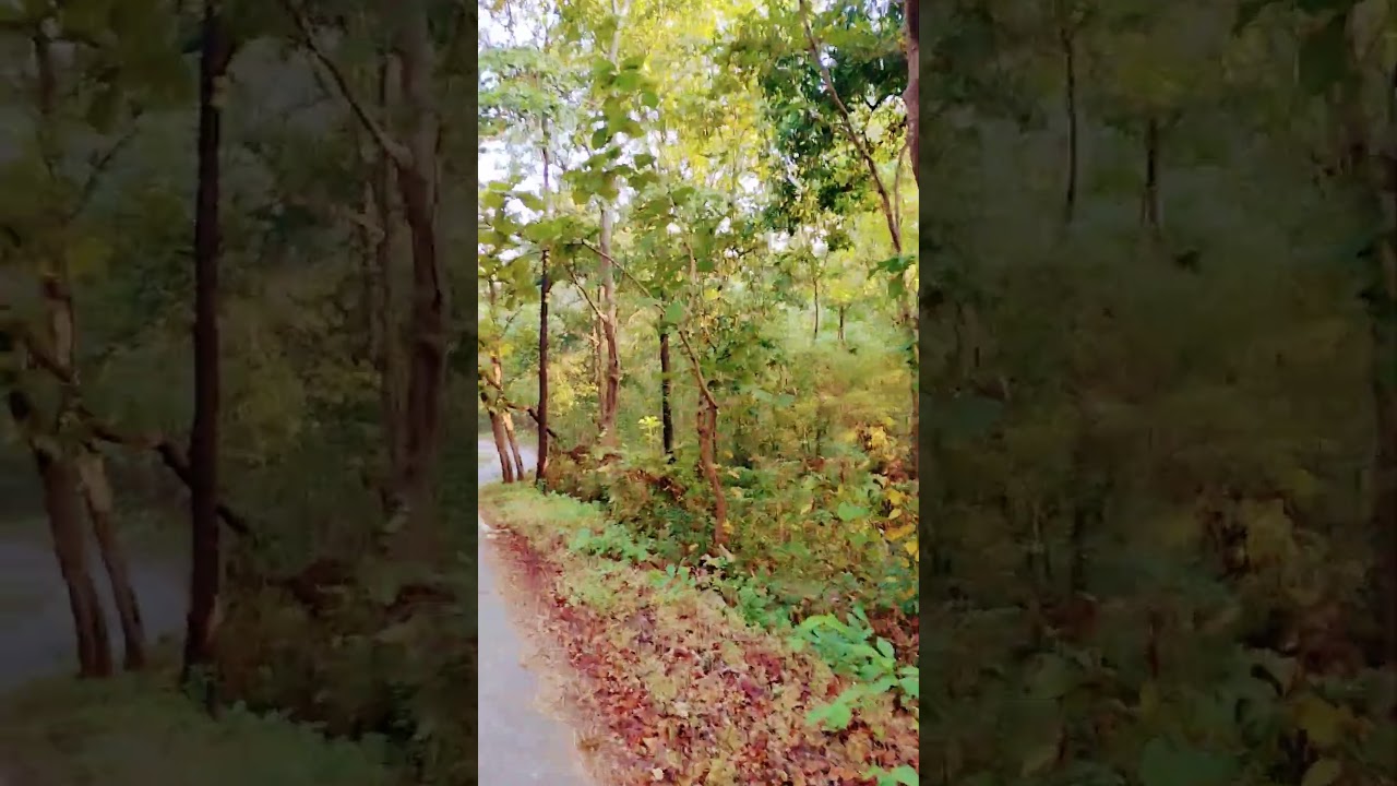 forest road.