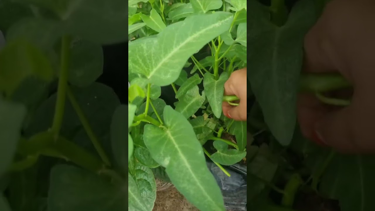 কলমি শাকের সিজন প্রায় শেষ।@Krishani vlogs #gardening #flowers #nonfollowers
