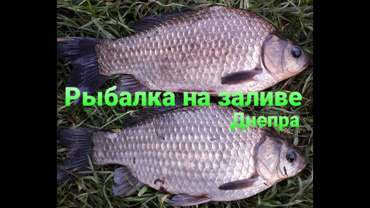 Поплавочная рыбалка в Киеве!Ловля карася на заливе Днепра!