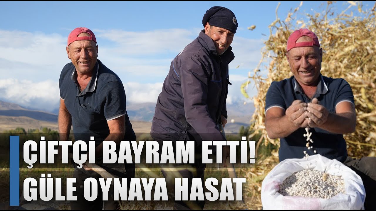 Rekolte Yüksek Geldi Çiftçi Bayram Etti! Güle Oynaya Kuru Fasulye Hasadı / AGRO TV HABER