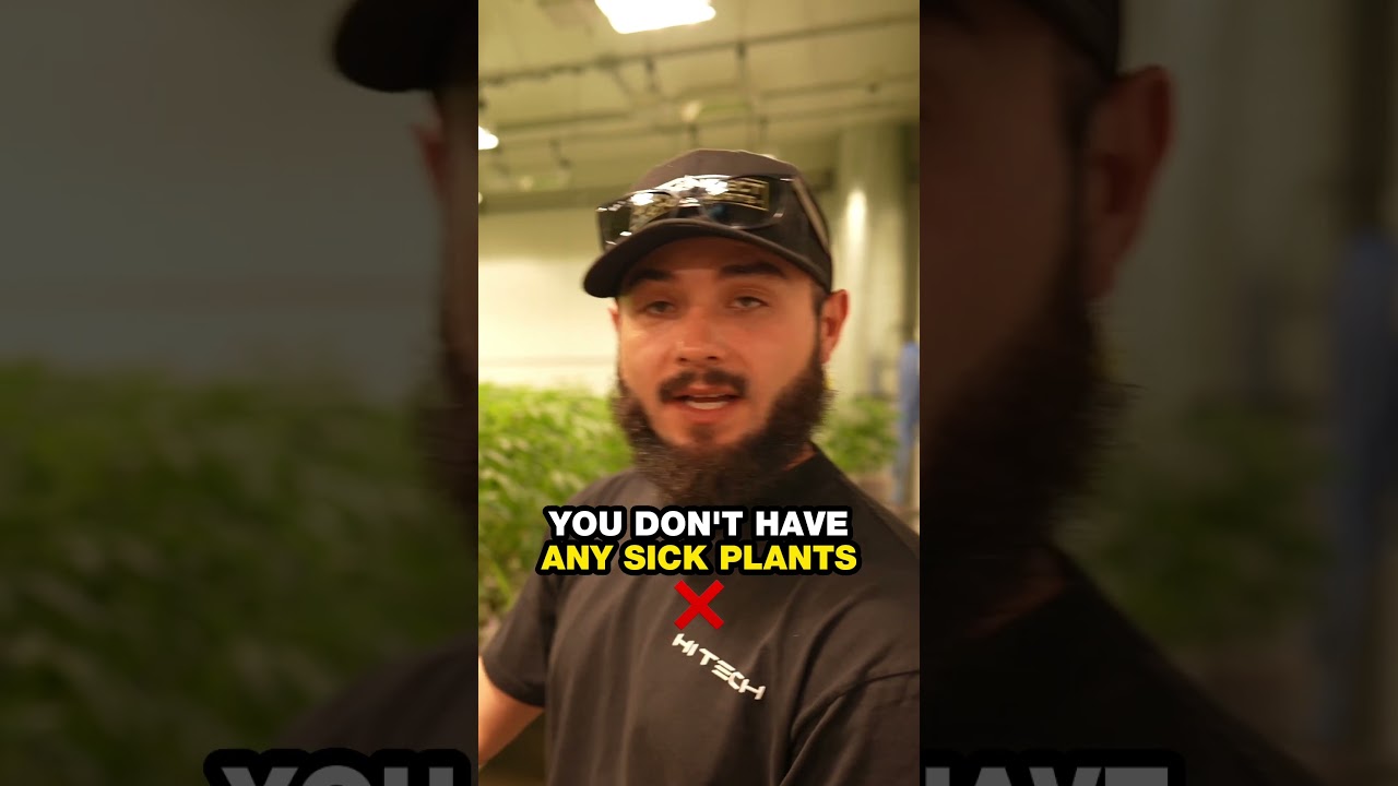 More hands, more yield! Super Dope Grow Tour