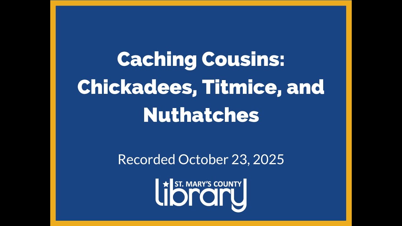 Caching Cousins: Chickadees, Titmice, and Nuthatches