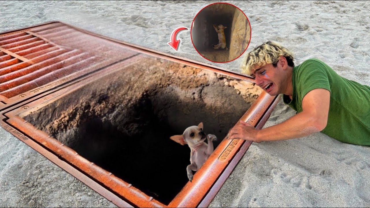 IL NOSTRO CAGNOLINO È CADUTO IN UNA BUCA GIGANTE SULLA SPIAGGIA…😱😭