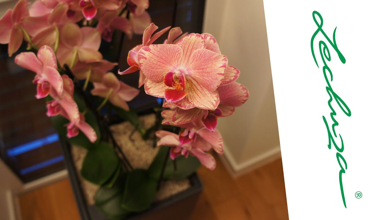 Lechuza: Orchideen im Cubico 30