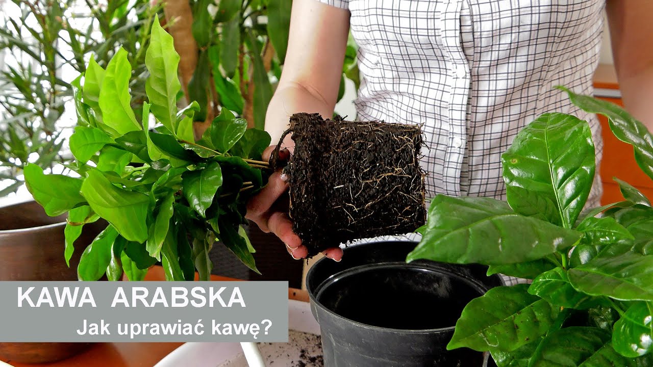 Kawa arabska - jak pielęgnować kawę arabską? Uprawa, przesadzanie  i pielęgnacja kawy.