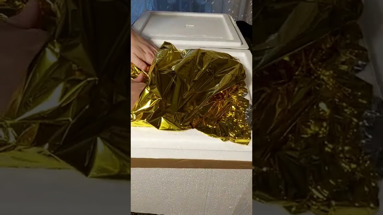 Unboxing L201 pleco t&t plecos / zbrojnik L201/Hypancistrus sp L 201